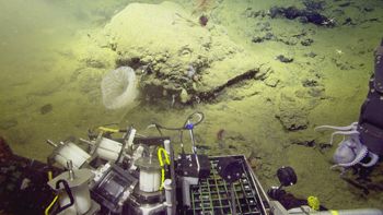 Media type: image;   Invertebrate Zoology 153111 Description: live specimen;
